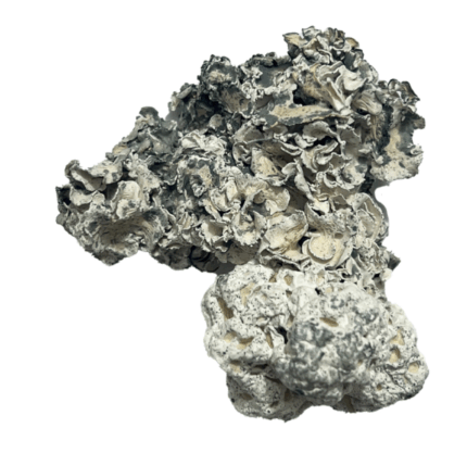 Buy Enigma Magic Mushrooms