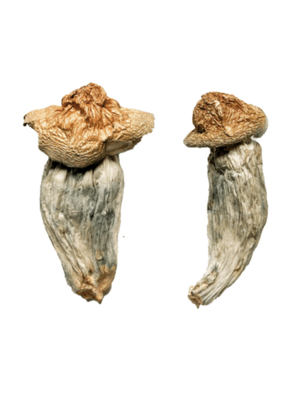 Buy Melmac (Homestead Penis Envy) Magic Mushrooms