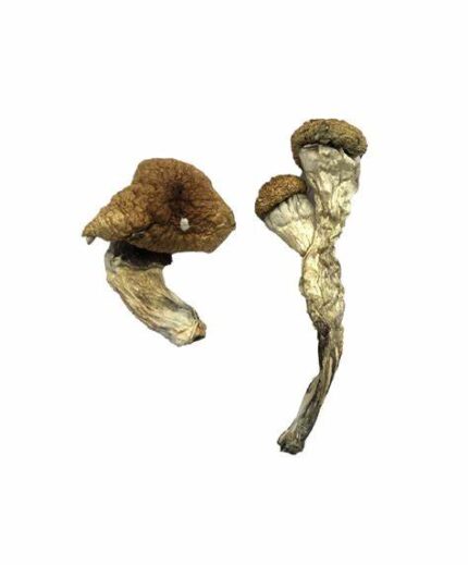 Amazonian Magic Mushrooms Strain
