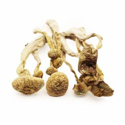 Buy Albino Magic Mushrooms