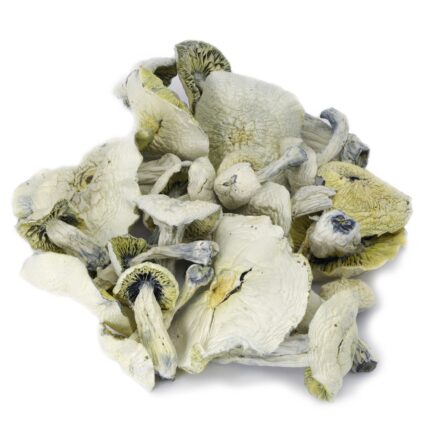 Buy Avery’s Albino Magic Mushrooms